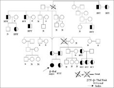 12 Beta Thalassemia Ideas Beta Thalassemia Pedigree Chart Beta