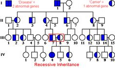 12 Beta Thalassemia Ideas Beta Thalassemia Pedigree Chart Beta