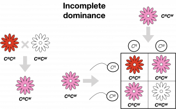 20 1 Incomplete Dominance Codominance And Multiple Alleles College 