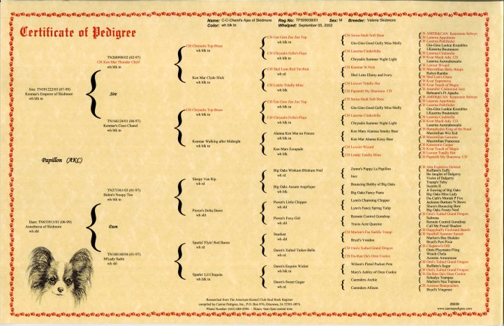 7 Generation Pedigree Chart 7 Generation YOU PRINT PEDIGREE Chart 