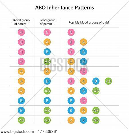 Abo Blood Group Vector Photo Free Trial Bigstock