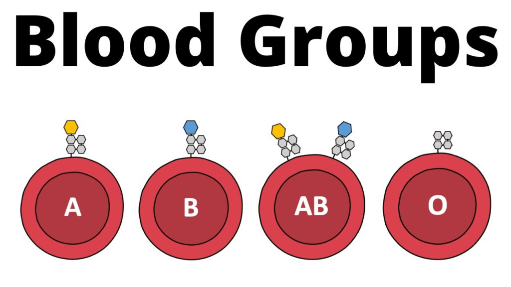 ABO Blood Type Chart