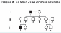 Answered Pedigree Of Red Green Colour Blindness In Humans 2 2 3 6 II 1 
