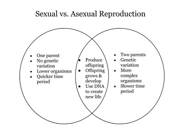Asexual And Sexual Reproduction Venn Diagram