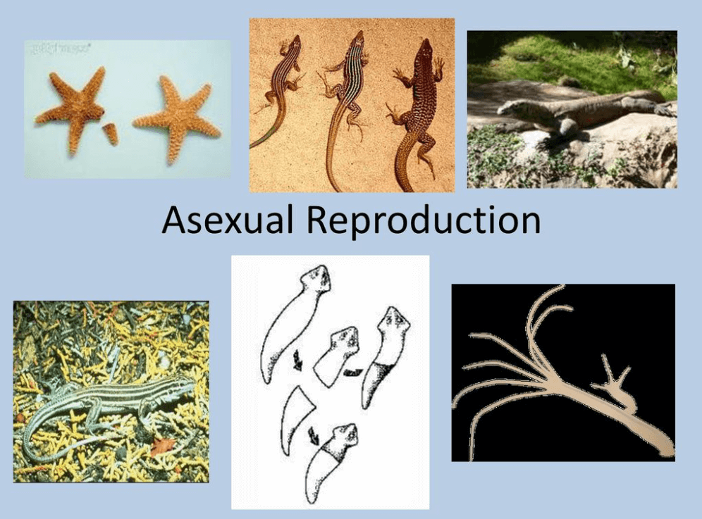 Asexual Reproduction Types Examples And Advantages
