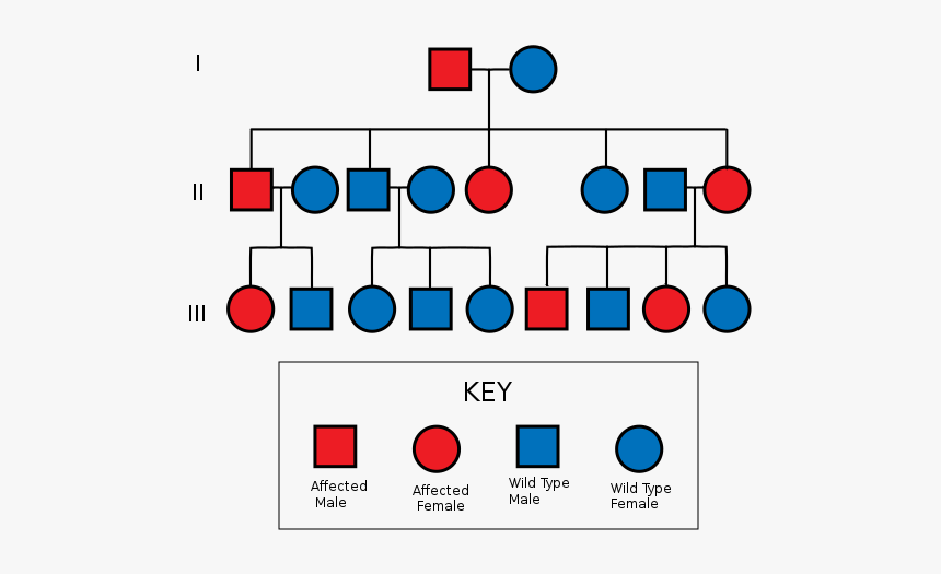 Autosomal Dominant Pedigree Chart Huntington 39 s Disease Pedigree Chart 