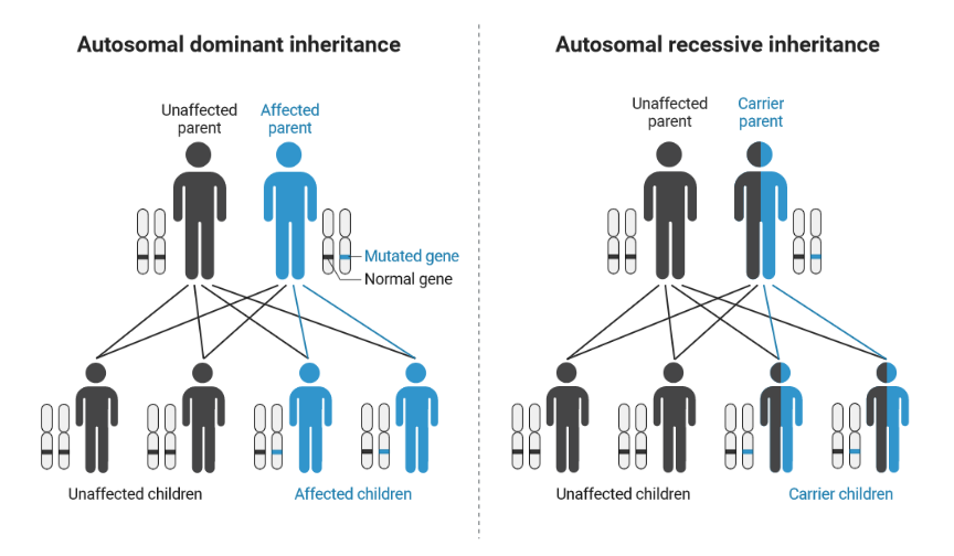Autosomal Dominant Vs Recessive Inheritance BioRender Science Templates