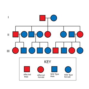 Autosomal Pedigree Chart