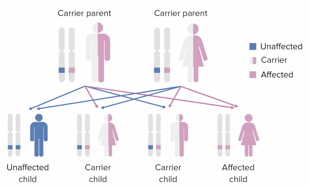 Autosomal Recessive And Autosomal Dominant Inheritance Concise 