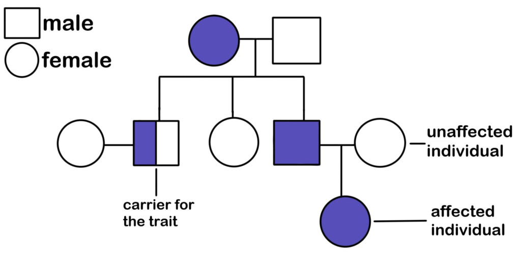 Autosomal Recessive Inheritance Pedigree