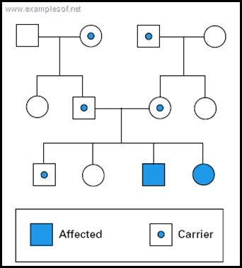 Autosomal Recessive Pedigree Chart Pedigree Chart Ap Biology Dna 