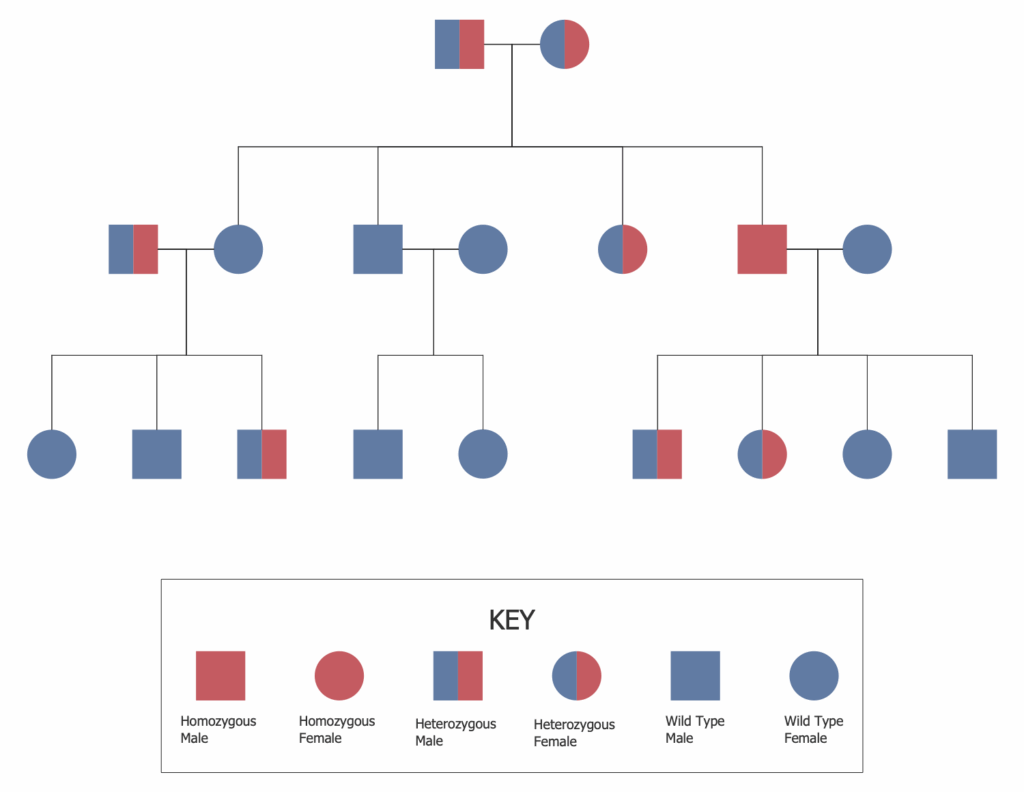 Autosomal Recessive Pedigree Chart Typically These genes Don 39 t 