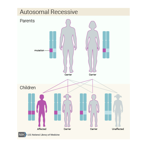 Beta Thalassemia MedlinePlus Genetics
