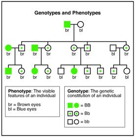 Blood Type Genetic Chart