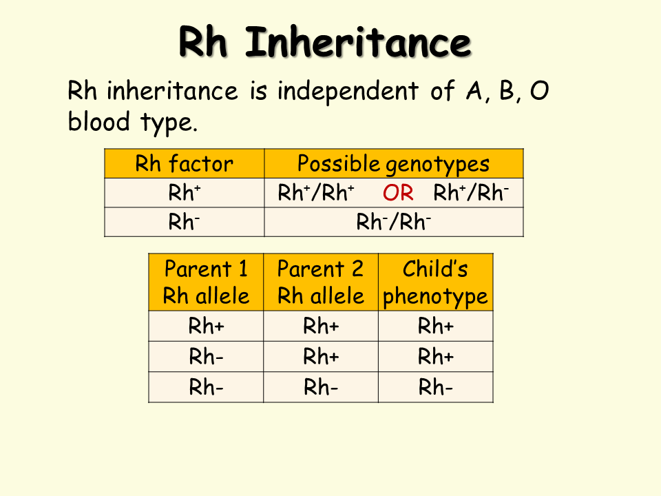 Blood Type Genetics Presentation Biology