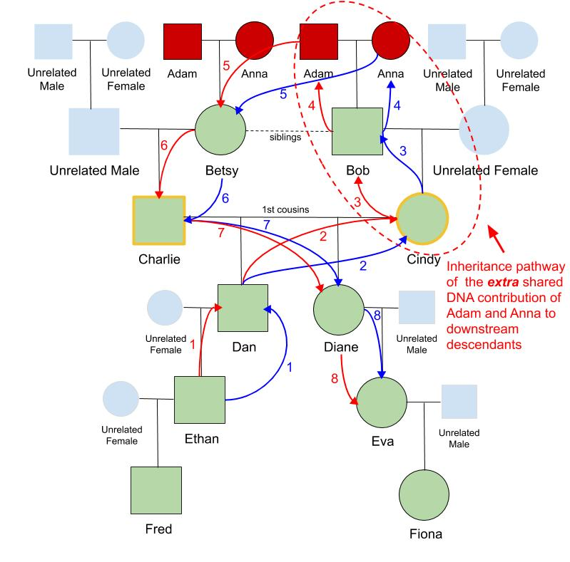 Calculating Pedigree Collapse On DNA Matches Your DNA Guide Diahan 