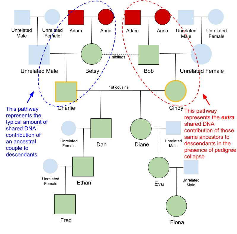 Calculating Pedigree Collapse On DNA Matches Your DNA Guide Diahan 