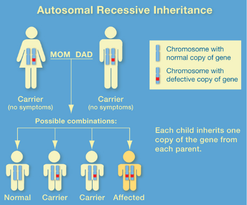 Canavan Disease The Canavan Research Foundation