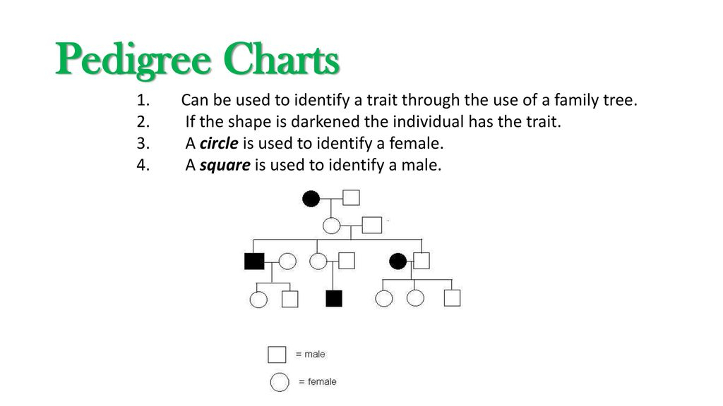 Chapter 7 Genetics Ppt Download