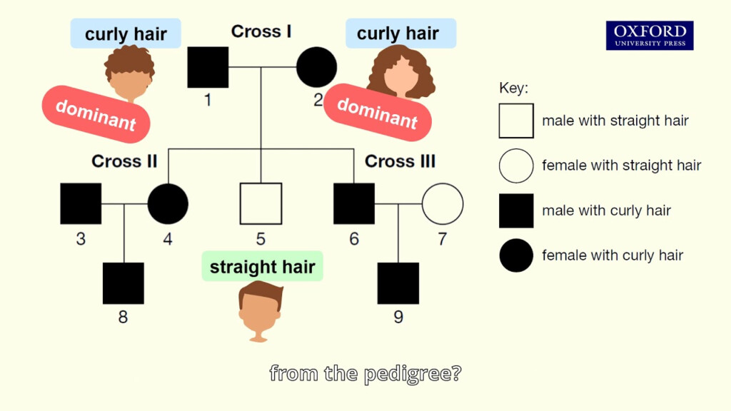 Curly Hair Dominant Or Recessive