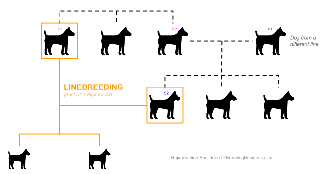 Definition And Meaning Of Linebreeding In Dogs Breeding Business