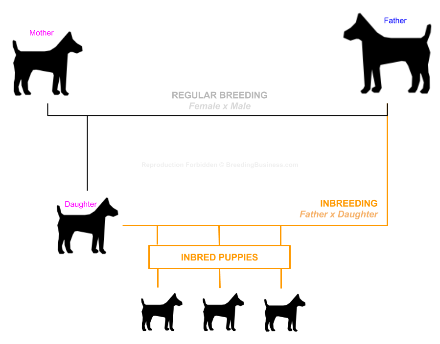 Dog Breeding Techniques List Definitions Use Cases Pros Cons