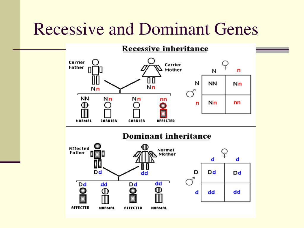 Dominant And Recessive Traits Chart
