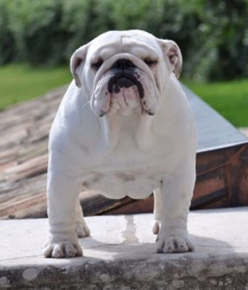 English Bulldog Pedigree Database
