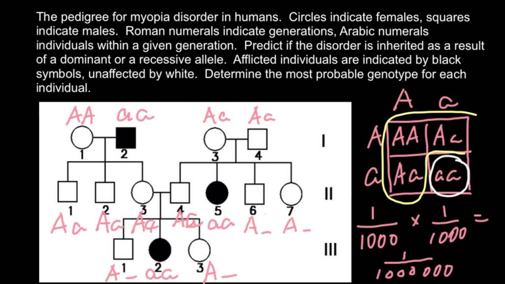 Example Of Solution Of The Simple Pedigree Problem YouTube
