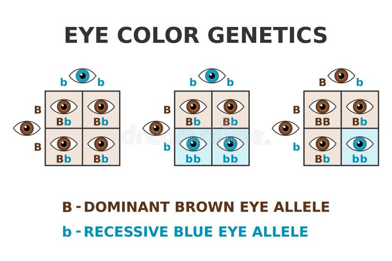 Eye Color Genetics Brown Eyes And Blue Eyes Cross Dominant Brown 