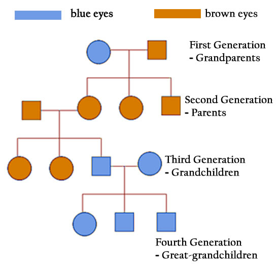 Eye Color Pedigree Chart