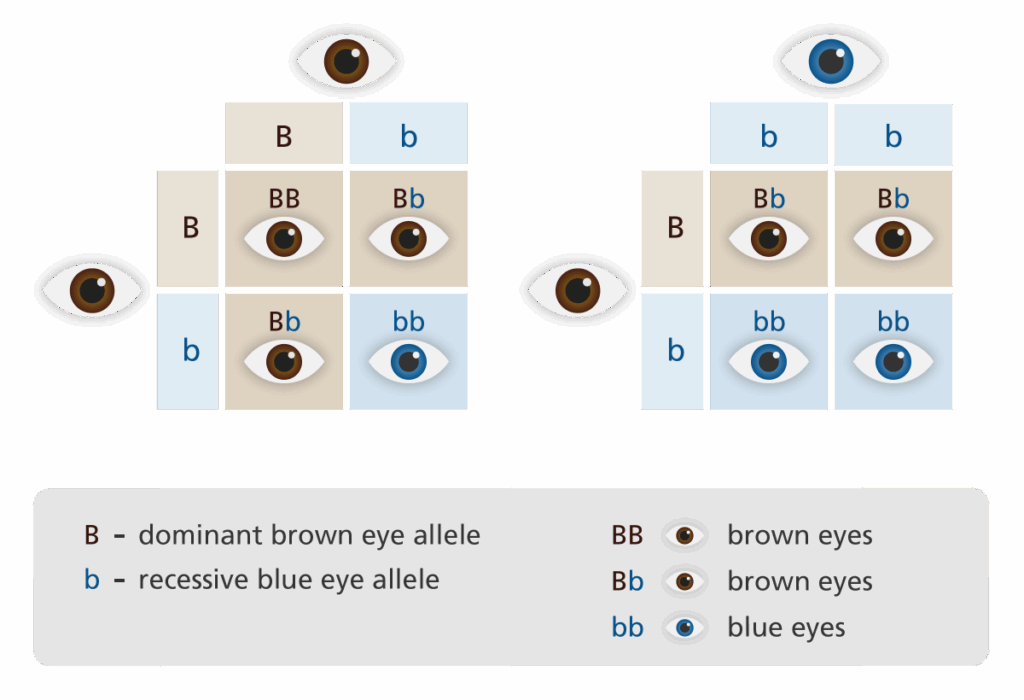 Eye Color Recessive Dominant Chart