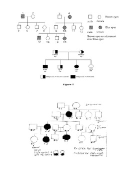 Family Tree Pedigree Project By Minton Mart TPT