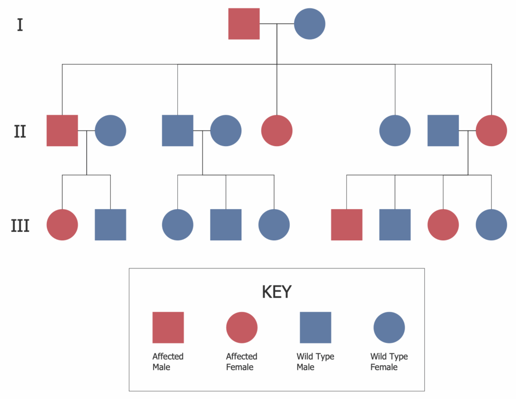 Family Tree Solution ConceptDraw