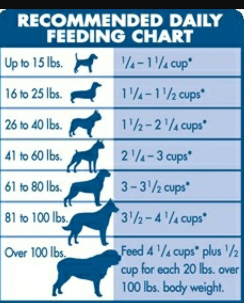 Feeding Chart For Labrador Puppy