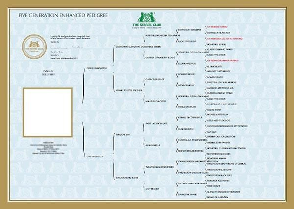 Five Generation Enhanced Photo Pedigree The Kennel Club 1 The 