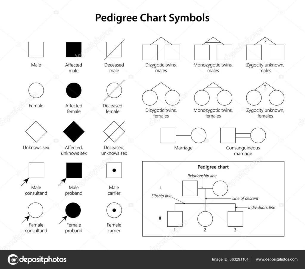 Genetic Genealogy Pedigree Chart Symbols Stock Photo By AStepBioMed 