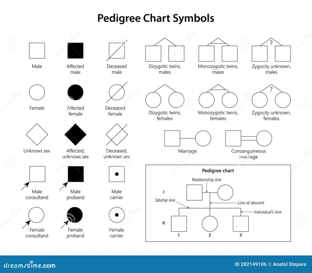 Genetic Genealogy Pedigree Chart Symbols Vector Illustration 