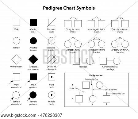 Genetic Genealogy Vector Photo Free Trial Bigstock