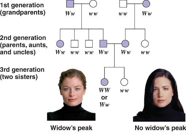 Genetic Pedagrees Teaching Biology Study Biology Science Biology