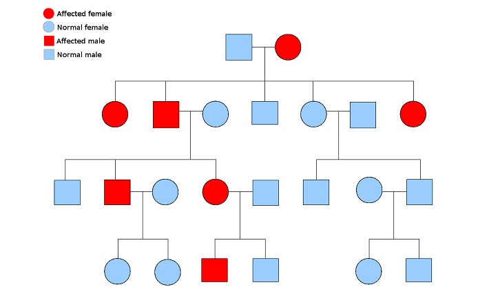 Genetic Pedigree Chart Template