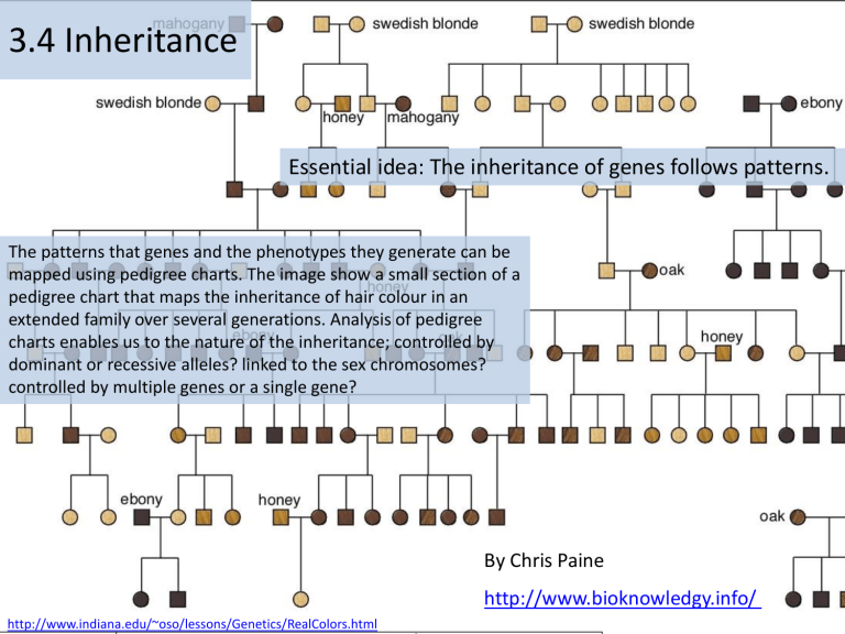Genetics Inheritance Patterns Pedigree Charts