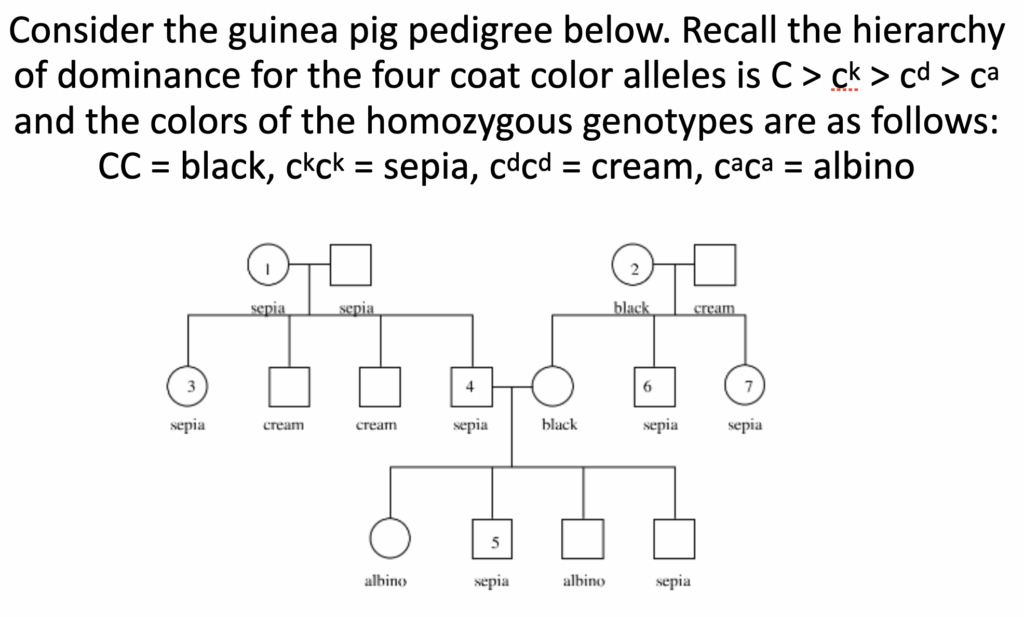 Genetics Pedigree Dealing With Unknown Parent Genotypes Biology 