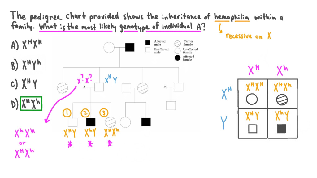 Genotype Chart Dominant Chart 6 2 Laws Of Inheritance Dominant And