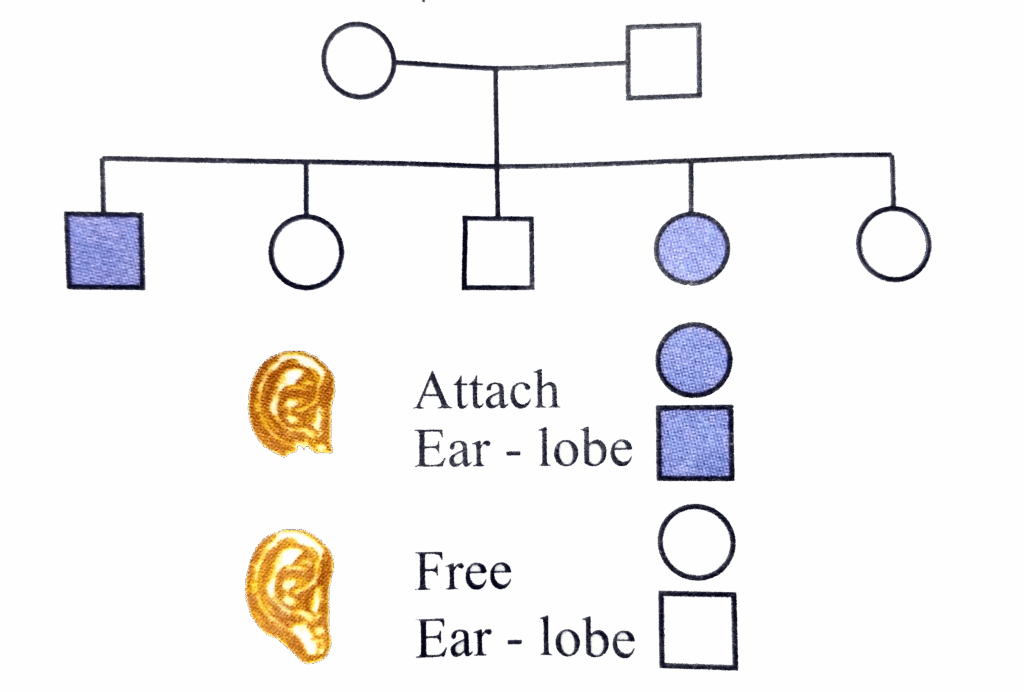 Given Below Is A Pedigree Chart Of A Family With Five Children It Sho
