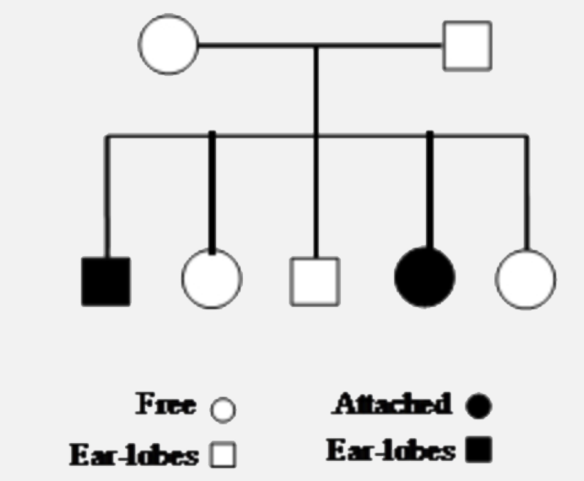 Given Below Is A Pedigree Chart Of A Family With Five Children It Sho