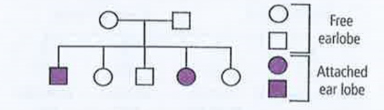 Given Pedigree Chart Depicts The Inheritance Of Attached Ear Lobes An
