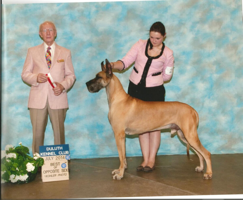 Great Dane