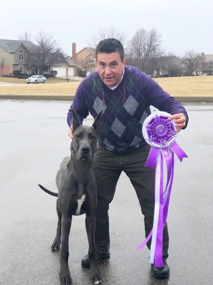 Great Dane