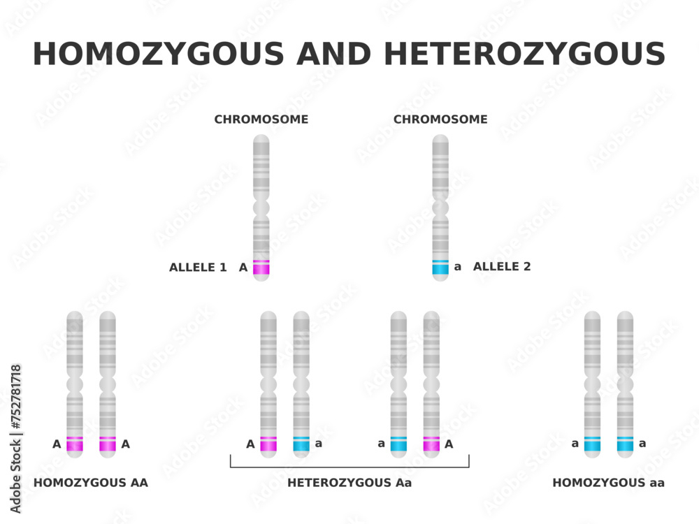 Homozygous And Heterozygous Homozygous Has Same Allele For A 